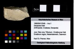 Foto (Objekt + Etikett) von Decapoda indet.  (NHMW-GEO-1990-0041-2548)